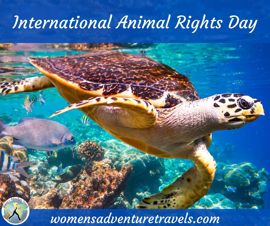 LAKarenLoftus's tweet photo. In honor of #InternationalAnimalRightsDay, we encourage you to donate to the World Wildlife Fund for #PursePowerHappyHour #AnimalRights #Conservation @WWF @World_Wildlife https://t.co/cJXjcsRKB6