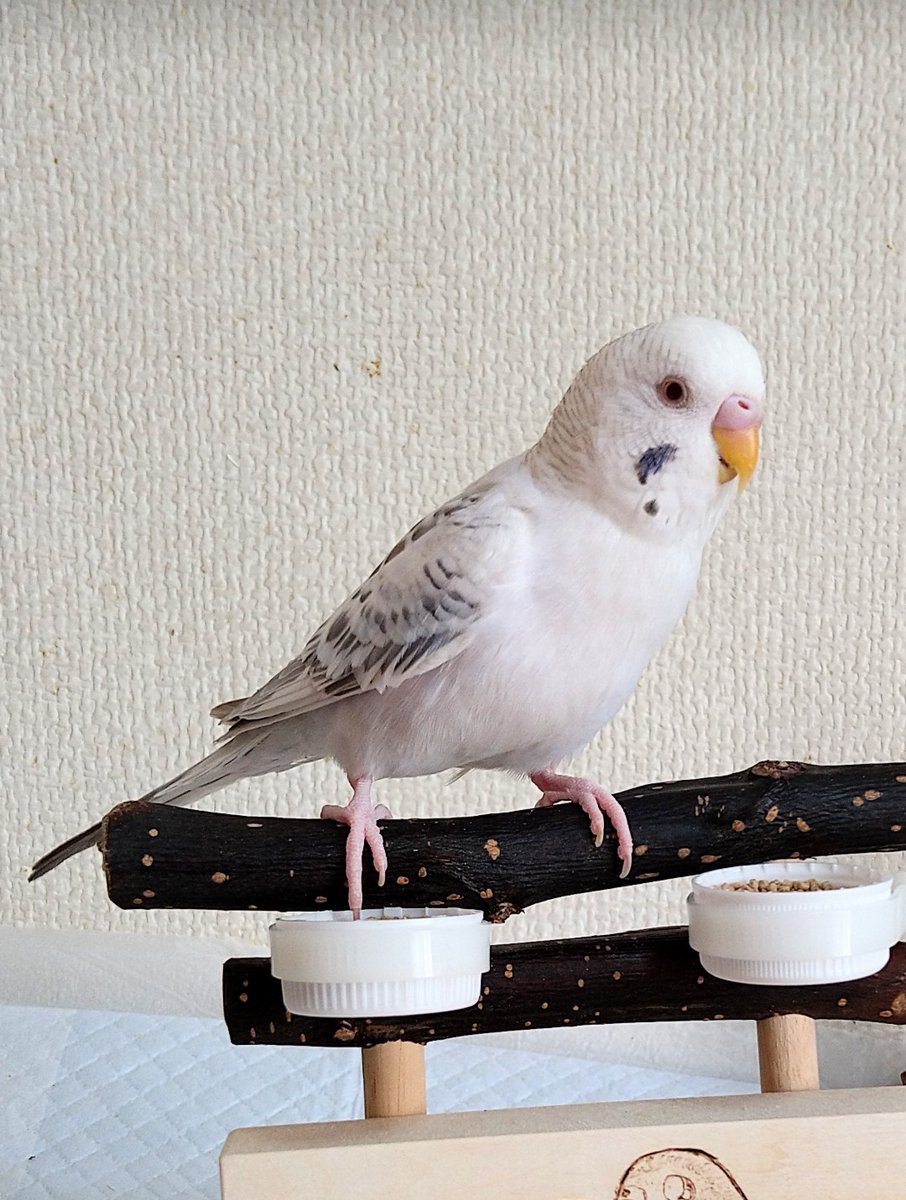 توییتر Yumy در توییتر Pipojoni ありがとうございます セキセイのグレーなんて見た事なかったので ぽぽの劇的な色の変化は家族全員ビックリしました でも皆さん珍しい色と言ってくれるので 良かったです