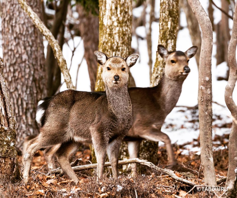 オンラインツアーたびくる در توییتر 鹿 えびの高原 宮崎県と鹿児島県にまたがる霧島連山の宮崎側に位置するのが えびの高原 野生シカ の生息地としても知られています シカの鳴き声は 日本の音風景100選 に選定されています キュートな鹿に出会ったら そっと