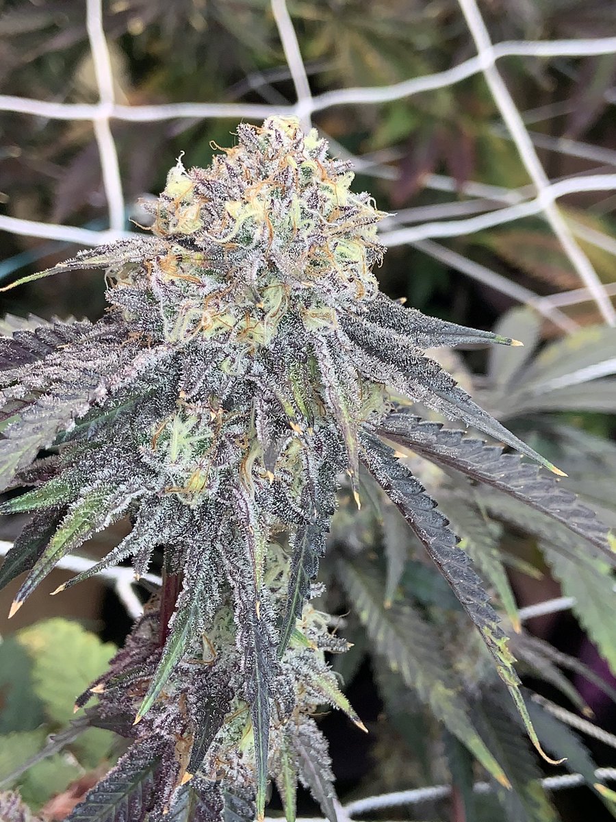 MantisDank's tweet image. #AmicusBrief