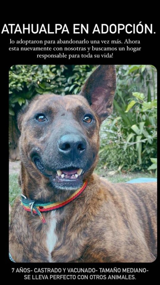 endlessvigna's tweet photo. me rompe el corazón que pasen este tipo de cosas, atahualpa necesita otra oportunidad ¡es urgente!, si lo pueden dar hogar de tránsito o si estan interesados en adoptarlo comuníquese con @patitasglew en instagram por favor🐾 https://t.co/GBQSAILElM