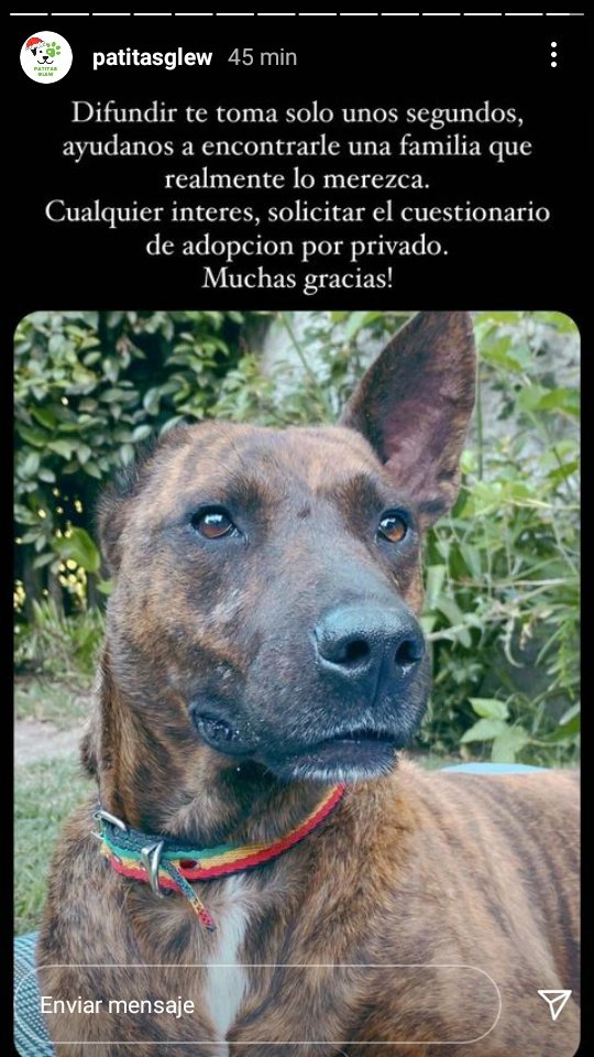 endlessvigna's tweet photo. me rompe el corazón que pasen este tipo de cosas, atahualpa necesita otra oportunidad ¡es urgente!, si lo pueden dar hogar de tránsito o si estan interesados en adoptarlo comuníquese con @patitasglew en instagram por favor🐾 https://t.co/GBQSAILElM