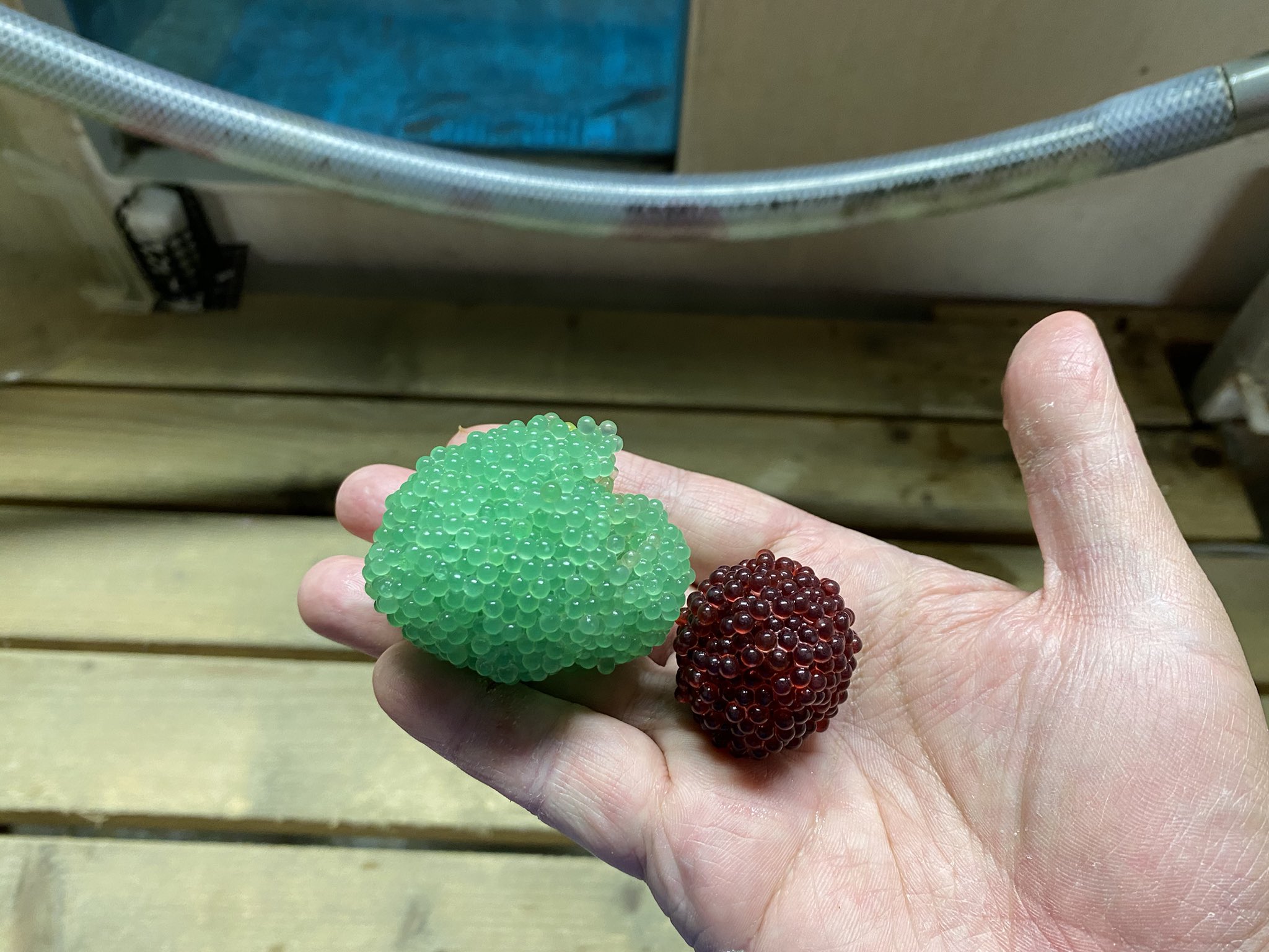 男鹿水族館gao 公式 次の休館日2 10 木 今日バックヤードの水槽で Gaoで昨年生まれたハタハタが産卵していました 受精の有無は数週間後までわかりませんが しばらくそのまま管理します 親は2歳魚なのでブリコもやや小さめです 緑のブリコは以前に