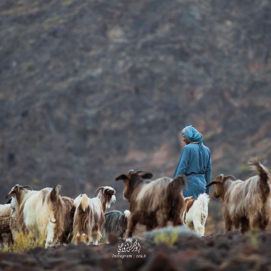 Oman_events's tweet photo. الحياة الريفية في عمان عنوانها البساطة و الجمال و الهدوء أناس يعملون بنشاط دون تعب و لا يعتمدون على الغير 🐐🦙..

Instagram : @ zeu.6 📸 https://t.co/ty2hxrJZwl