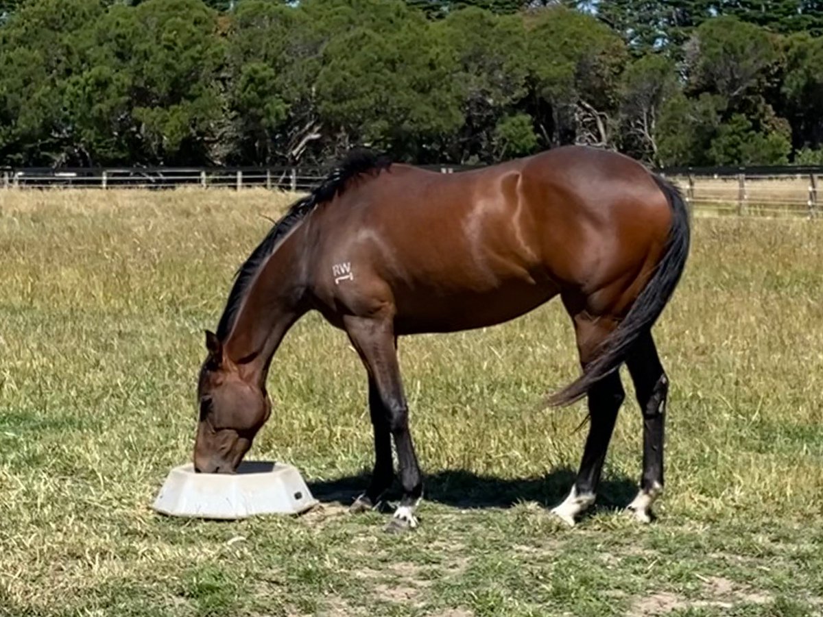 MuskCreekFarm's tweet photo. Some of our spellers enjoying the tranquility of @MuskCreekFarm!! We have great speller facilities with an abundance of grass along with the best quality @Mitavite feed!! Contact Scott to discuss your speller requirements!! #wecanspell #peninsulapower https://t.co/AUpPFYa4np