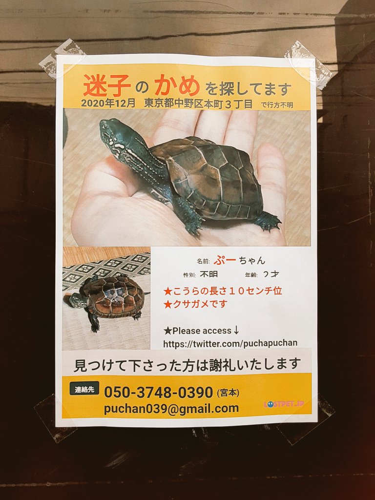 迷子の 亀を探されてます 🐢ぷーちゃん クサガメ 2才 性別不明 #東京