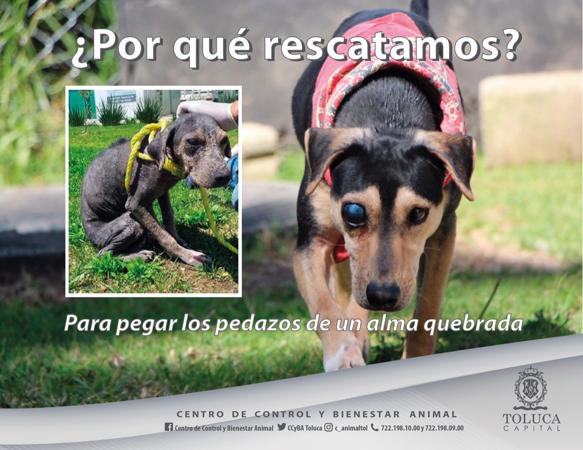 Vamosxunacasa's tweet photo. #AdoptaNoCompres, porque cuando adoptas cambias el mundo de un pequeño que ha sufrido el infierno de la calle. Vean el impresionante cambio de #Will #AdoptaCambiaSuVida #NoAlAbandono. https://t.co/xscMso5yqa