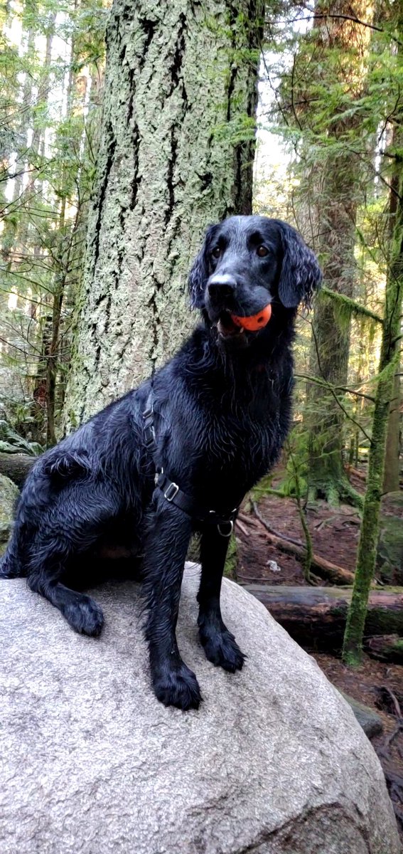 thespoileddog1's tweet photo. Handsome Hudson striking his best pose with his red ball. #LoveThisBoy #dogsoftwitter #dogs #dogslife #dogsofvancity #flatcoatedretriever #lovedogs https://t.co/WXnBVqOxiH