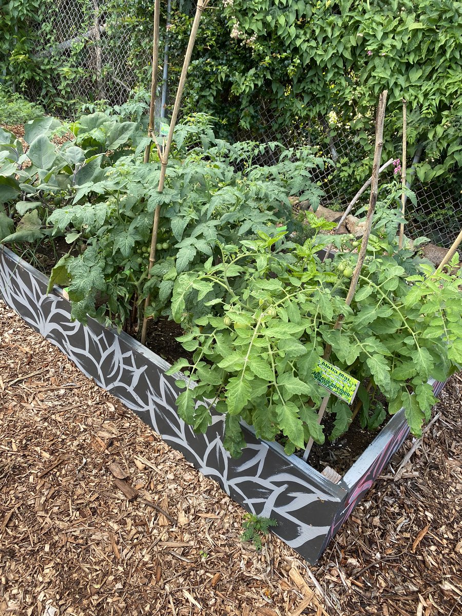 uluahunta's tweet photo. Olomana Teachers showing off their green thumbs jus an explosion of  food being put out good job 👏 #olomanaschool  #groyowm #mālalaulima https://t.co/xgh1XdfRVz