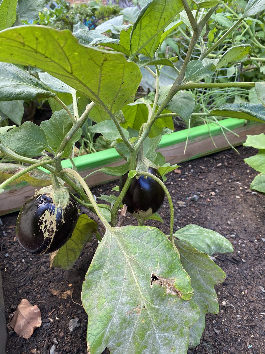 uluahunta's tweet photo. Olomana Teachers showing off their green thumbs jus an explosion of  food being put out good job 👏 #olomanaschool  #groyowm #mālalaulima https://t.co/xgh1XdfRVz
