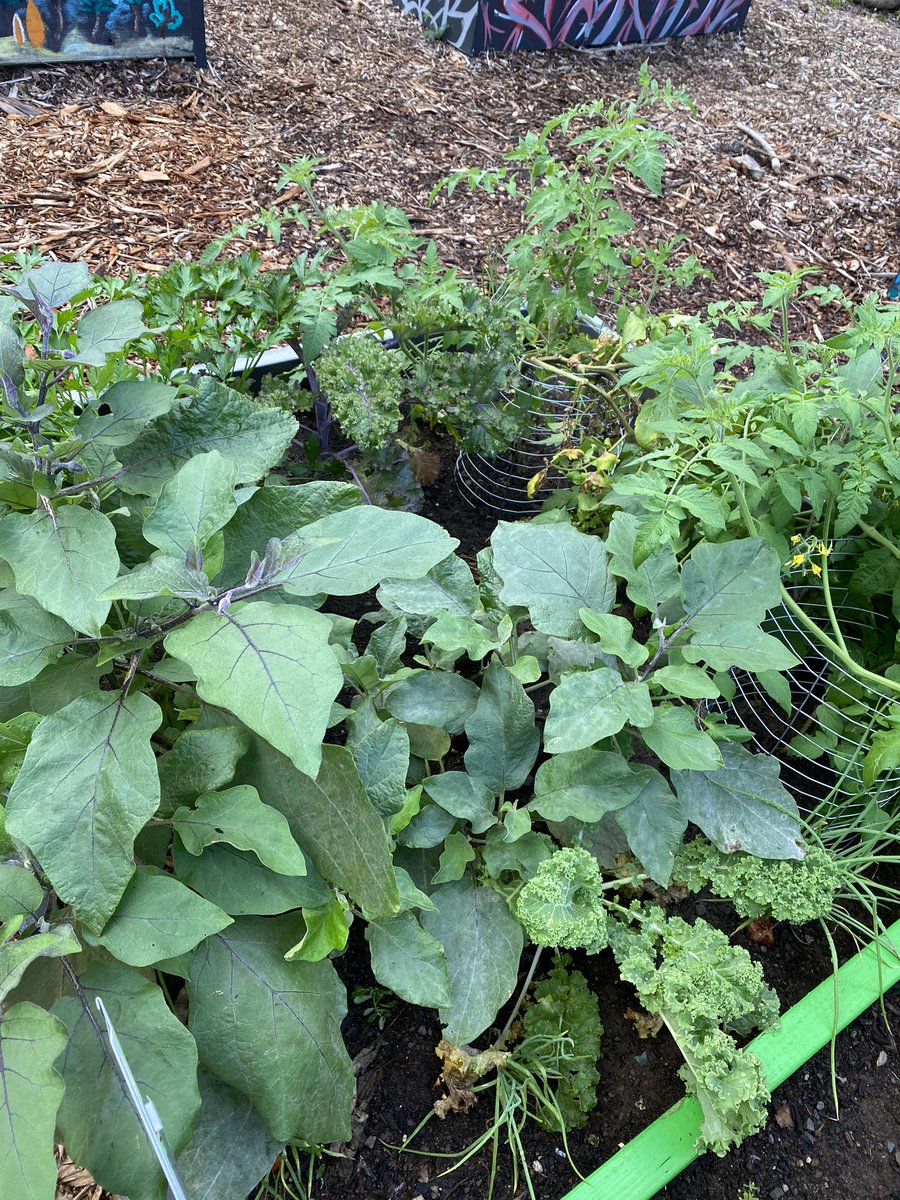 uluahunta's tweet photo. Olomana Teachers showing off their green thumbs jus an explosion of  food being put out good job 👏 #olomanaschool  #groyowm #mālalaulima https://t.co/xgh1XdfRVz