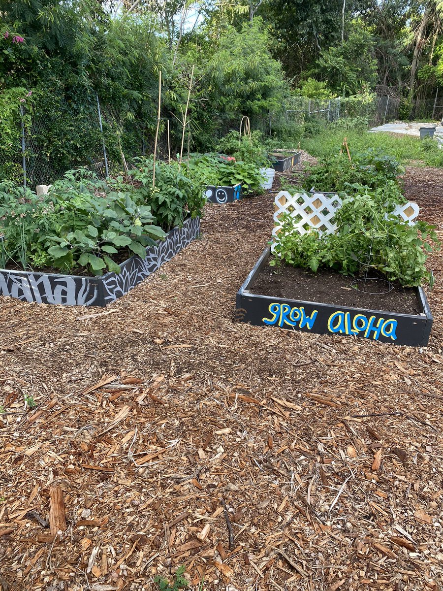 uluahunta's tweet photo. Olomana Teachers showing off their green thumbs jus an explosion of  food being put out good job 👏 #olomanaschool  #groyowm #mālalaulima https://t.co/xgh1XdfRVz