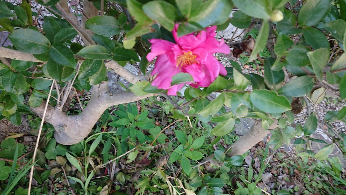 Kouji 山茶花の花が 咲きました 同じ木に2色咲いています 剪定しなければ もっと多くの花をつけたと考えると残念ですが 剪定時期がいつも開花時期と重なります