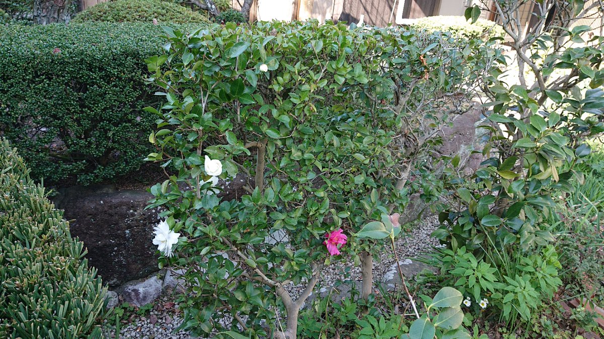 Kouji 山茶花の花が 咲きました 同じ木に2色咲いています 剪定しなければ もっと多くの花をつけたと考えると残念ですが 剪定時期がいつも開花時期と重なります