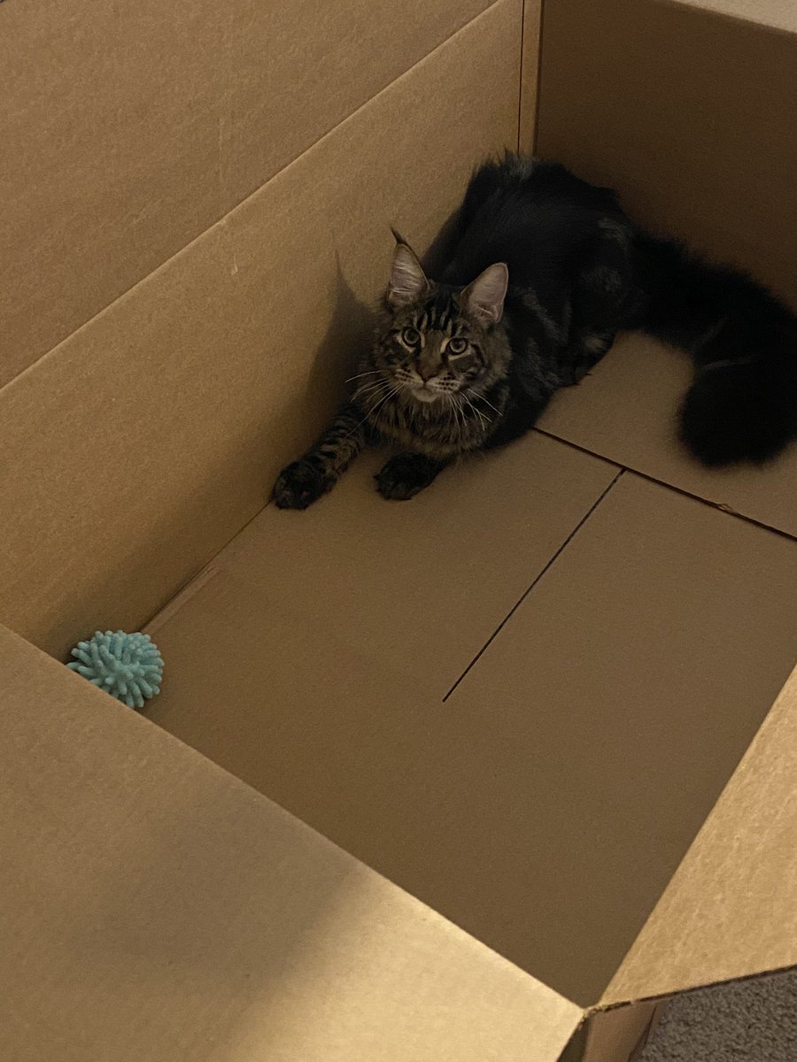 MooseCat2020's tweet photo. Box review: Gi-normus @amazon box! Plenty of room even for this 10.5 lb kitten! I’z can plays with my moppy ball in here. 5/5 would recommend. #BoxReview #IfIFitsISits #CatsOfTwitter https://t.co/w4rAH08cin