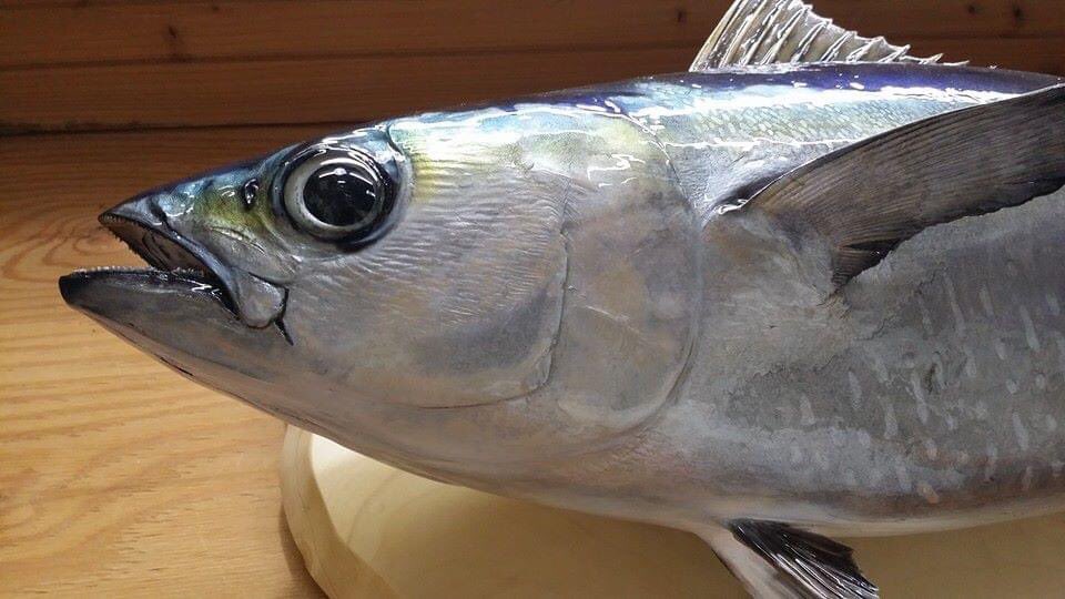 マグロ剥製 フェイスブック、インスタ、メインでやってますが