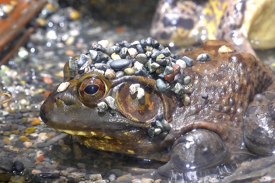 O Xrhsths 大和市自然観察センター 泉の森 Sto Twitter 当館で飼育 展示中のウシガエル 時どき頭に砂利を乗せています 砂利にもぐろうとしたのでしょうね 砂利が乗ってしまう瞬間を見てみたいものです ウシガエルは特定外来生物なので 当館では特別に許可を O Xrhsths 大和市自然観察センター 泉の森 Sto Twitter 当館で飼育 展示中のウシガエル 時どき頭に砂利を乗せています 砂利にもぐろうとしたのでしょうね 砂利が乗ってしまう瞬間を見てみたいものです ウシガエルは特定外来生物なので 当館では特別に許可を