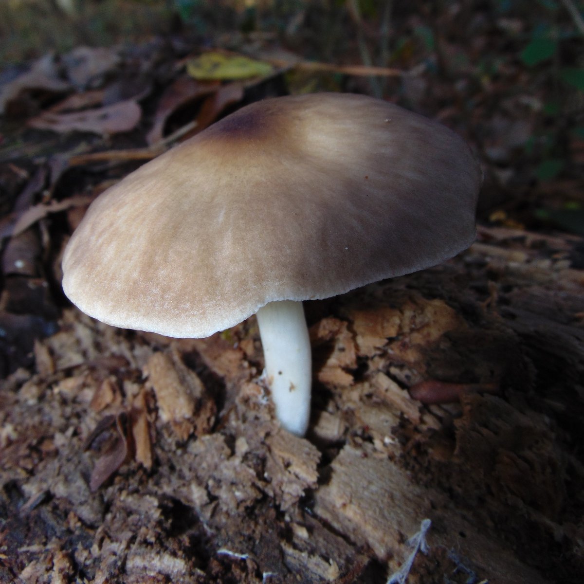 The 31st rule of the Mushroom Cult is to go in the woods and take pictures of mushrooms.