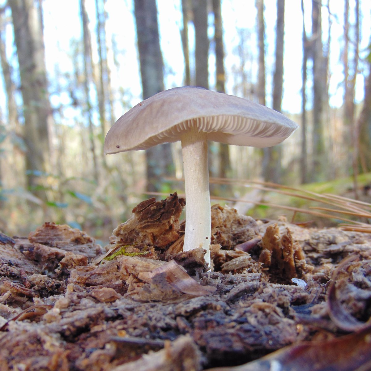 The 31st rule of the Mushroom Cult is to go in the woods and take pictures of mushrooms.