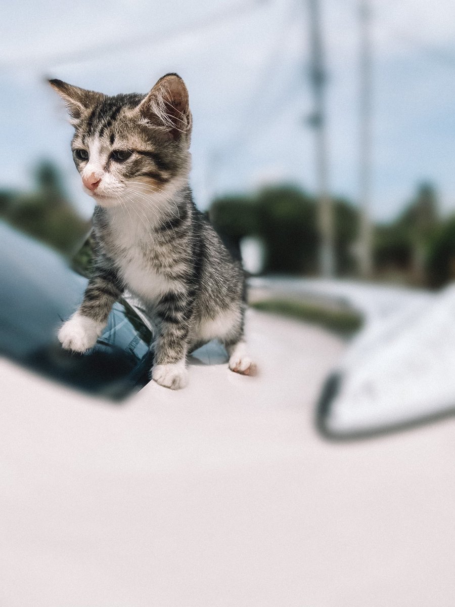 ShilaFendi_'s tweet photo. Ya Allah jumaat yg sedih, Sumpah tak sengaja t’langgar kucing sendiri 😭😭 sedih sgt sbb dia kucing yg manja..bila kita balik keja dia akan lari2 sambut kita balik..bila mandi, dia akan tunggu depan bilik air sampai kita siap..bila tdo, dia akan tunggu kita bangun kat dpm pintu https://t.co/GW0XCgOWXy