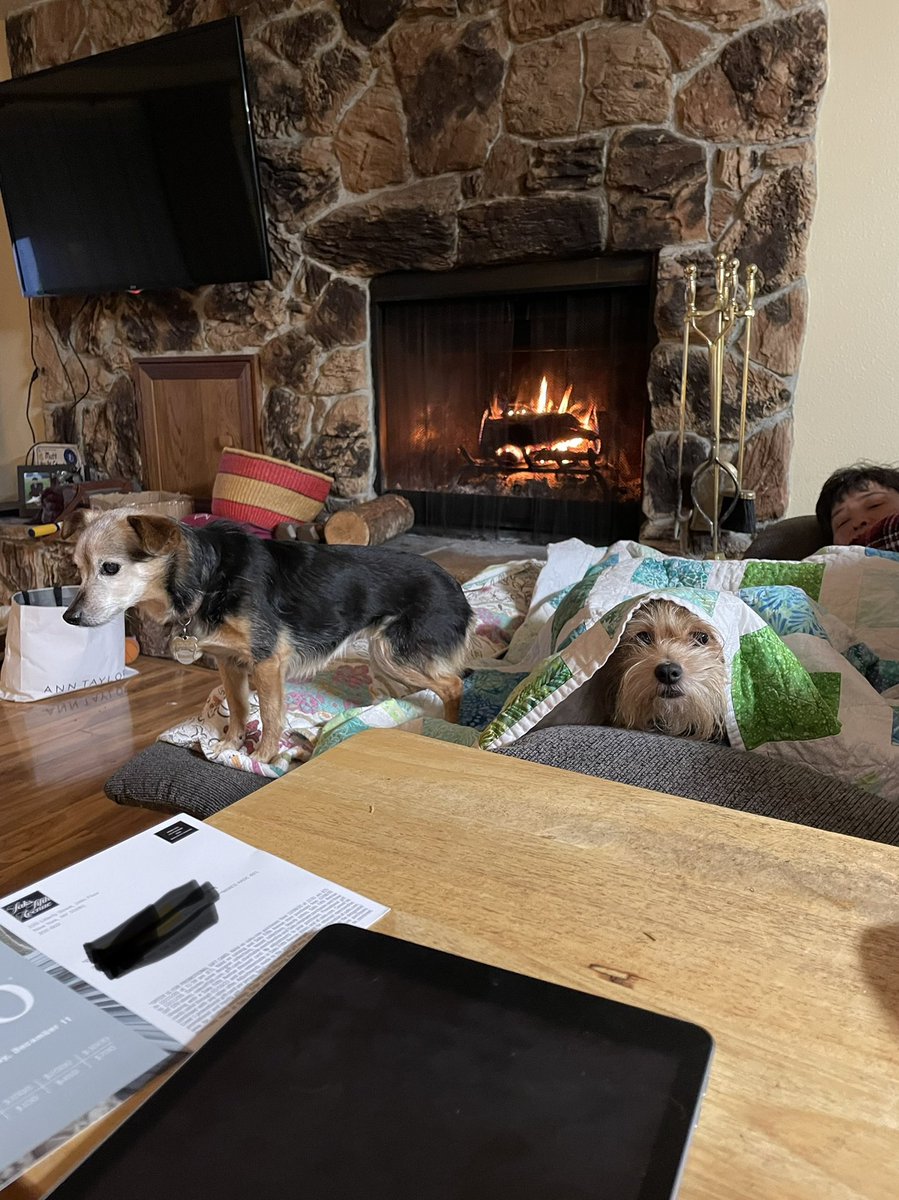 CoachHop's tweet photo. This party 🎉 is just getting started @oregonkat 😴(napping) Vegas and Friday are ready 🐶🍻🔥 #TurnUpThursday #FridayEve #FridayJr #DogLover #dogs2020 🤣 https://t.co/t97gLGo4uq