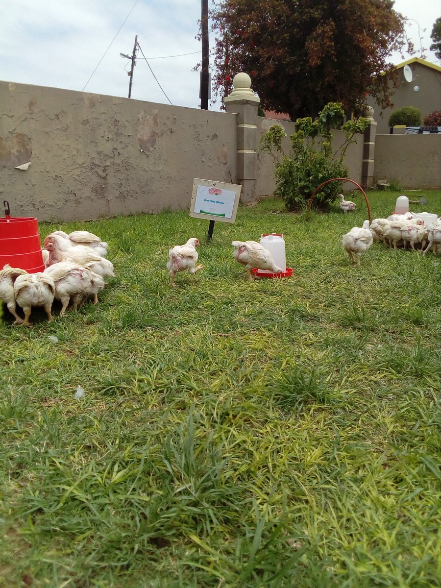 VO_Eternity27's tweet photo. By Nature 🐤🔥 | Everything Chicken Free - Range Chicken 

#agriculture #chickenfarming #poultry #umlazi #youthinfarming #agripreneurship  #southafrica https://t.co/UX9aWvISf7