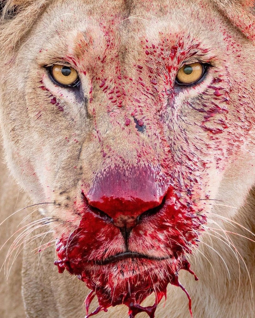 pixalaya's tweet photo. Nature is beautiful but brutal.
The challenging stare of a lioness defending her kill.
📸 @lara_wildlife
#wildlifephotographer
#wildlifeplanet #natgeowild #animalplanet #animalphotography #wildvisuals #wilderness #lionking #lion #lionsofinstagram … https://t.co/16or23ErjD https://t.co/jgmGZ15LYf