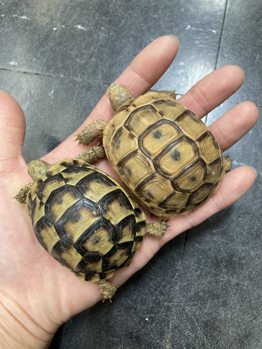 新着ギリシャリクガメに加えヘルマンのベビーも来ています どちらも小さい可愛いサイズ ツイレポ