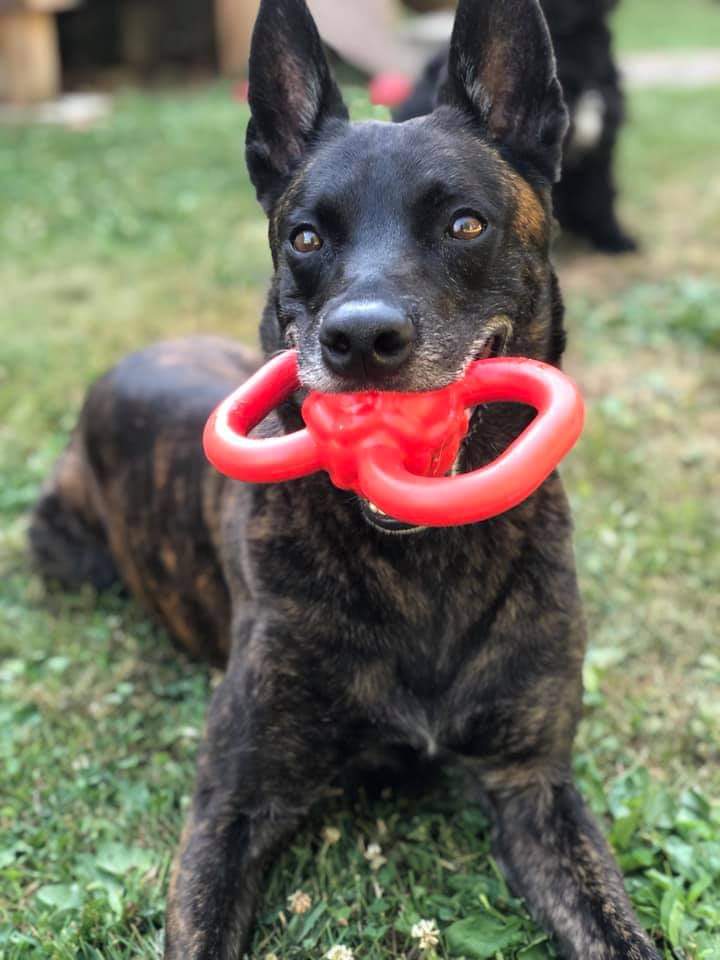 k9sofvalor's tweet photo. 🚨 MISSING K9
Our dear friend Jill's Retired K9 is missing. She lives in Buckhannon, WV. If u r in the area &amp; can help please call Jill on the # pictured below. Jill is searching by herself. Kudo was spotted earlier today.

Jill founded Blue Line K9 Project which vests Police K9s https://t.co/S9tfR5KnS6