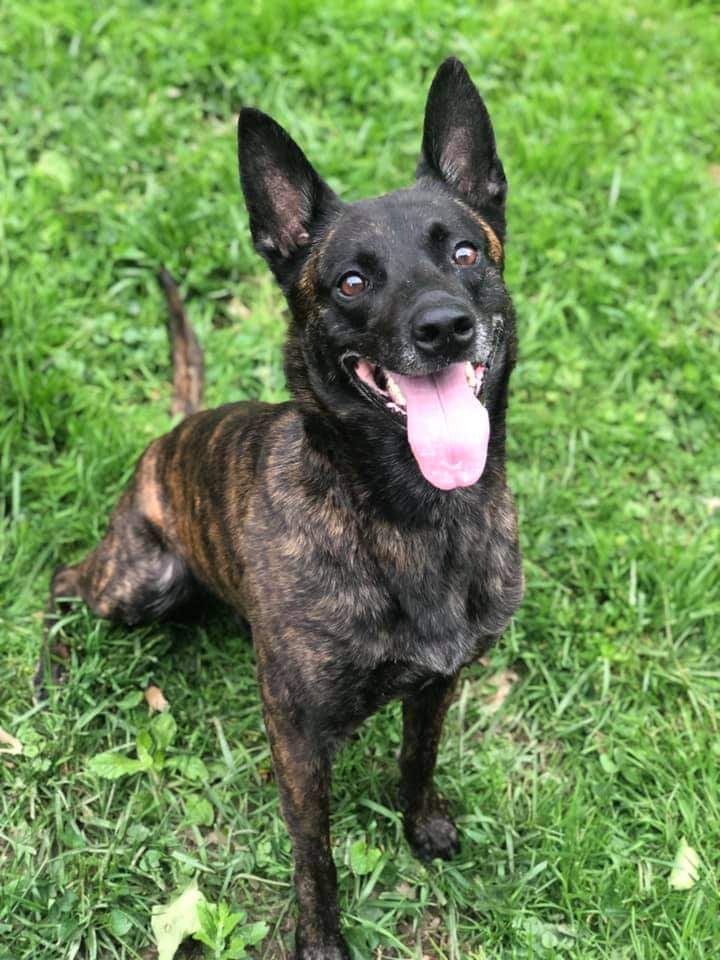 k9sofvalor's tweet photo. 🚨 MISSING K9
Our dear friend Jill's Retired K9 is missing. She lives in Buckhannon, WV. If u r in the area &amp; can help please call Jill on the # pictured below. Jill is searching by herself. Kudo was spotted earlier today.

Jill founded Blue Line K9 Project which vests Police K9s https://t.co/S9tfR5KnS6