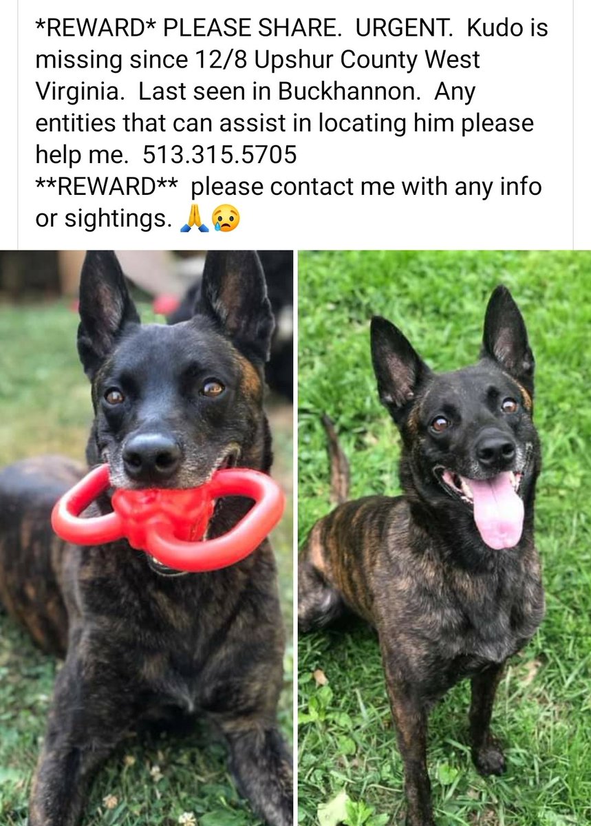 k9sofvalor's tweet photo. 🚨 MISSING K9
Our dear friend Jill's Retired K9 is missing. She lives in Buckhannon, WV. If u r in the area &amp; can help please call Jill on the # pictured below. Jill is searching by herself. Kudo was spotted earlier today.

Jill founded Blue Line K9 Project which vests Police K9s https://t.co/S9tfR5KnS6