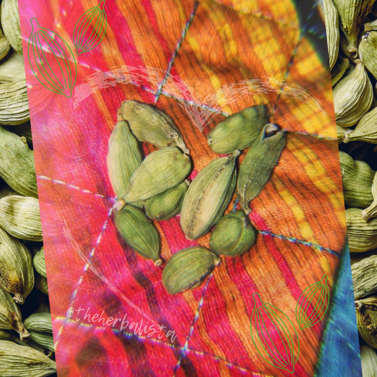 Órale y'al, let me introduce you to my lil friend Cardamom // Elettaria cardamomun </> 
There's so much medicine in these pretty, pungent pods! #SexDrugsMindBodySoul 

instagram.com/p/CIpA6SZnVa8/…