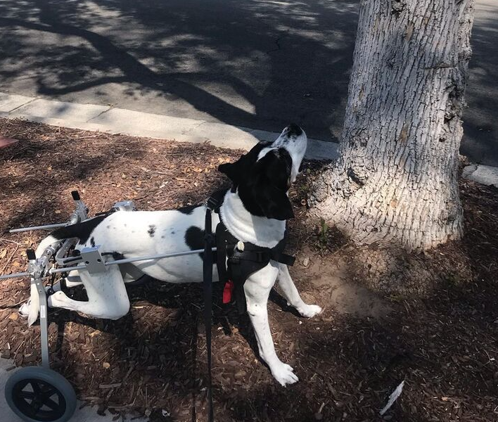 riya__rathore's tweet photo. Met Pepper, on my walk today
Even when in a wheelchair she was full of life and love ❤️
#dogsinspire
#goodmorning https://t.co/Y6Pqiw4tik