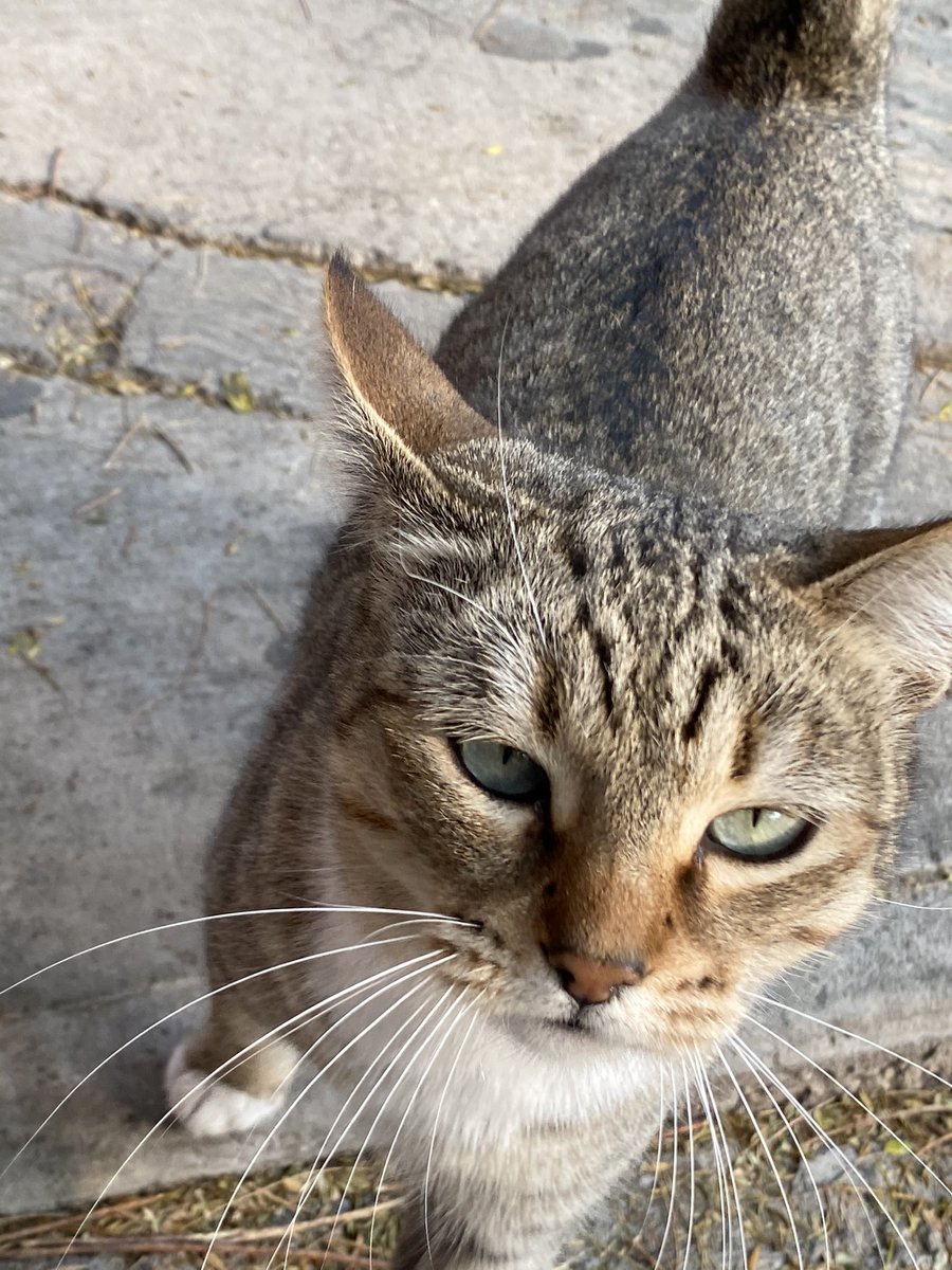 Mayren_L's tweet photo. La gatita guapa del día. #Ronky, si, por su maullido, ronco, ronco! 😻😻 https://t.co/ABRaBPwCNH