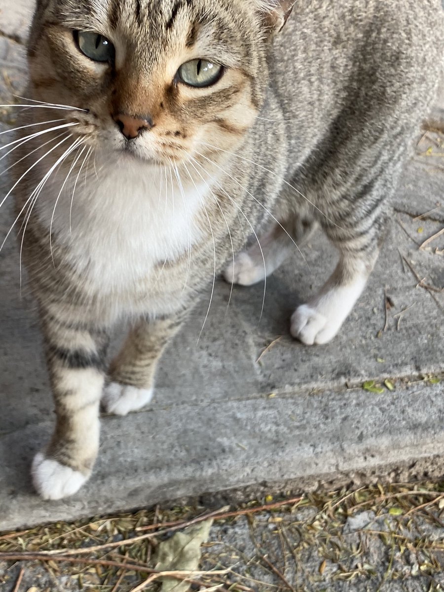Mayren_L's tweet photo. La gatita guapa del día. #Ronky, si, por su maullido, ronco, ronco! 😻😻 https://t.co/ABRaBPwCNH
