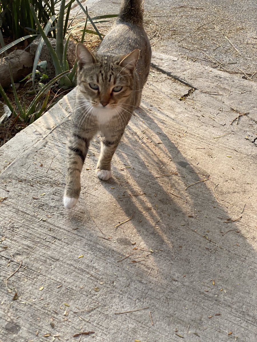 Mayren_L's tweet photo. La gatita guapa del día. #Ronky, si, por su maullido, ronco, ronco! 😻😻 https://t.co/ABRaBPwCNH