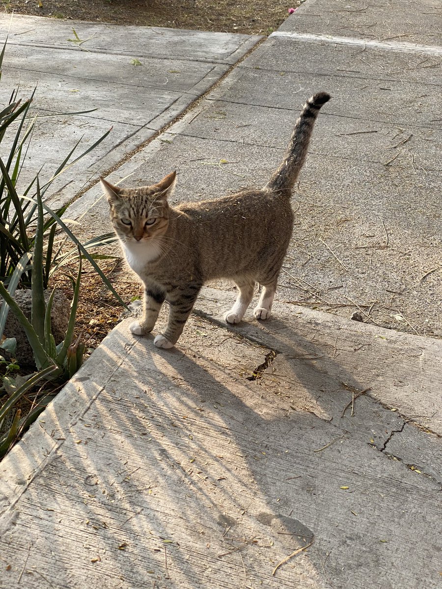 Mayren_L's tweet photo. La gatita guapa del día. #Ronky, si, por su maullido, ronco, ronco! 😻😻 https://t.co/ABRaBPwCNH