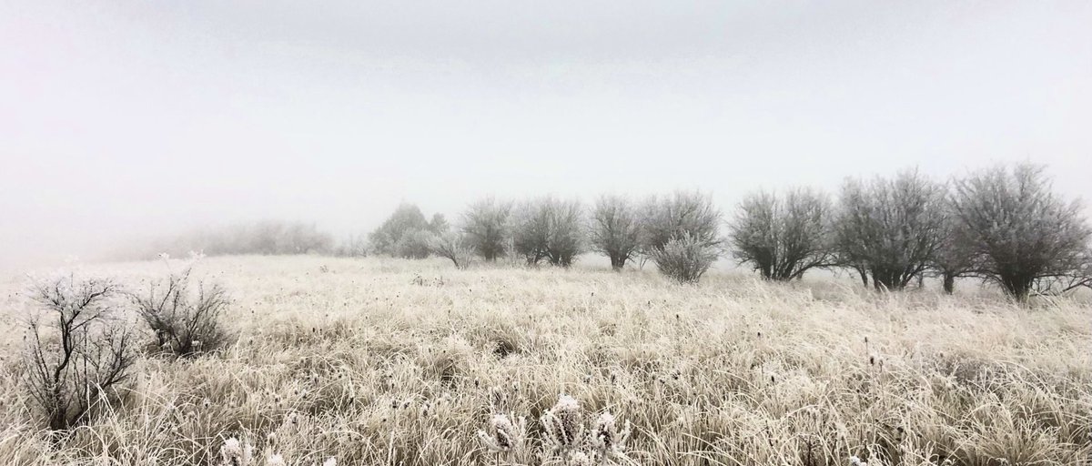 Nature
Painting each humble, now dancing in the fog