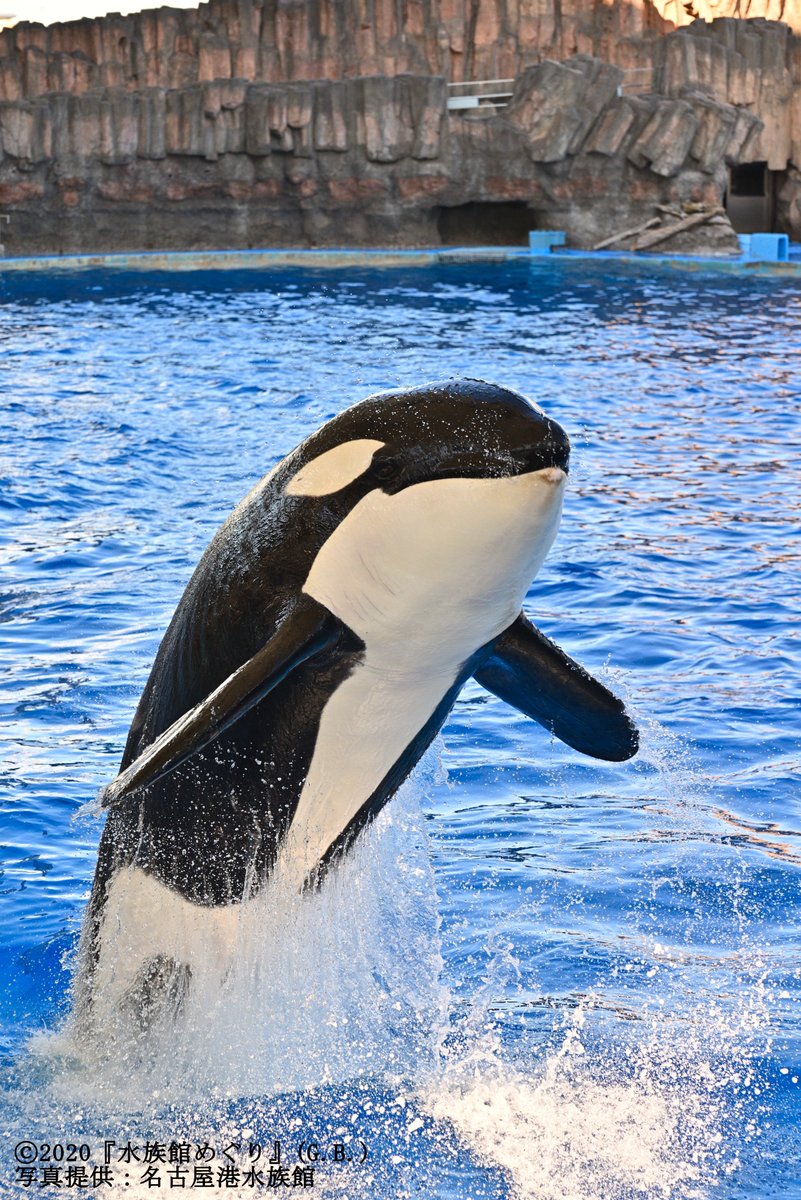 Gb出版部 水族館めぐり 重版出来 取材させて頂いた水族館を紹介 こちらは 名古屋港水族館 さん 南館と北館から成る同館は延床面積日本一 シャチの公開トレーニングなどを行う メインプール は日本最大級で 南極の海 エリアでは世界 Gb出版部 水族館めぐり 重版出来 取材させて頂いた水族館を紹介 こちらは 名古屋港水族館 さん 南館と北館から成る同館は延床面積日本一 シャチの公開トレーニングなどを行う メインプール は日本最大級で 南極の海 エリアでは世界