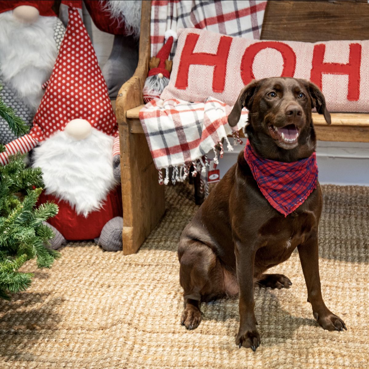 This Saturday, Dec/12 - Pictures With Santa!! - mailchi.mp/wetnose/this-s…