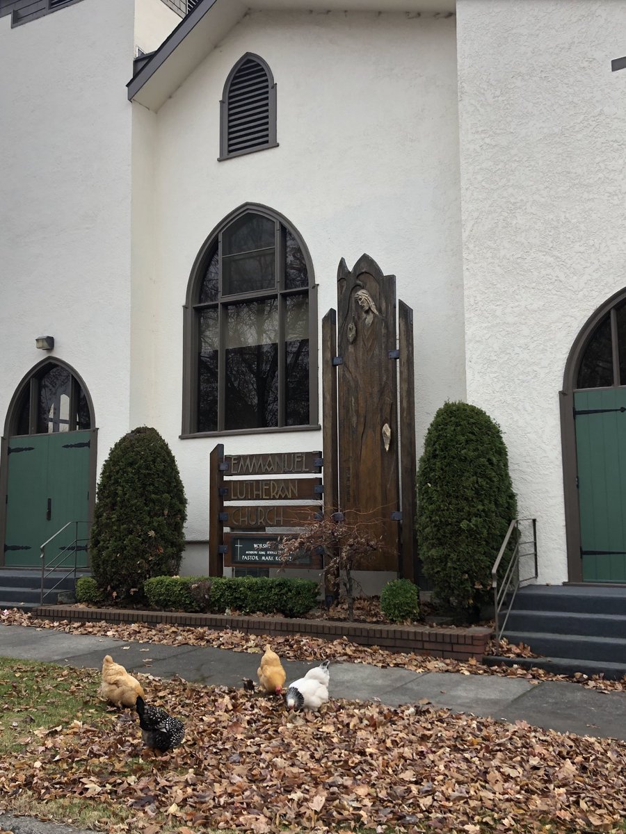Neighborhood hens at church