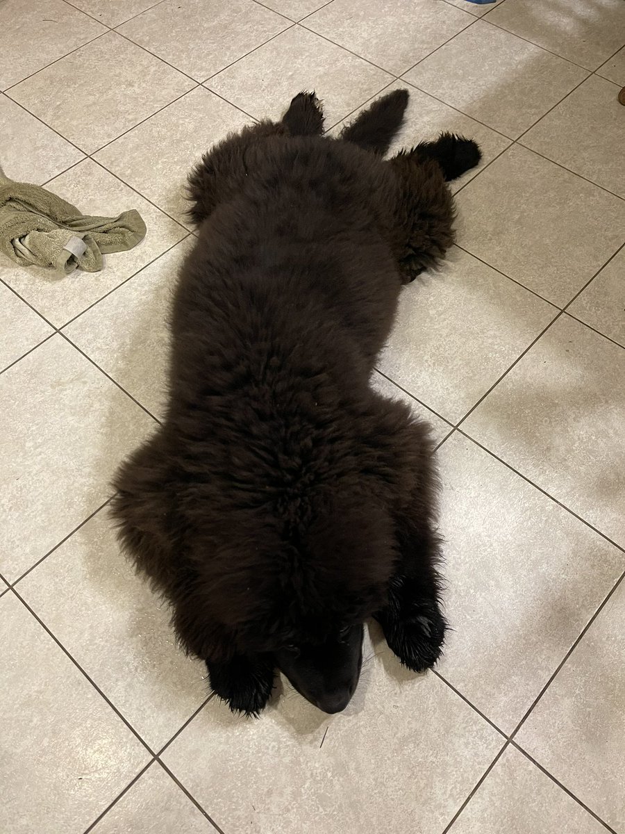 Shelli Worgess tweet media