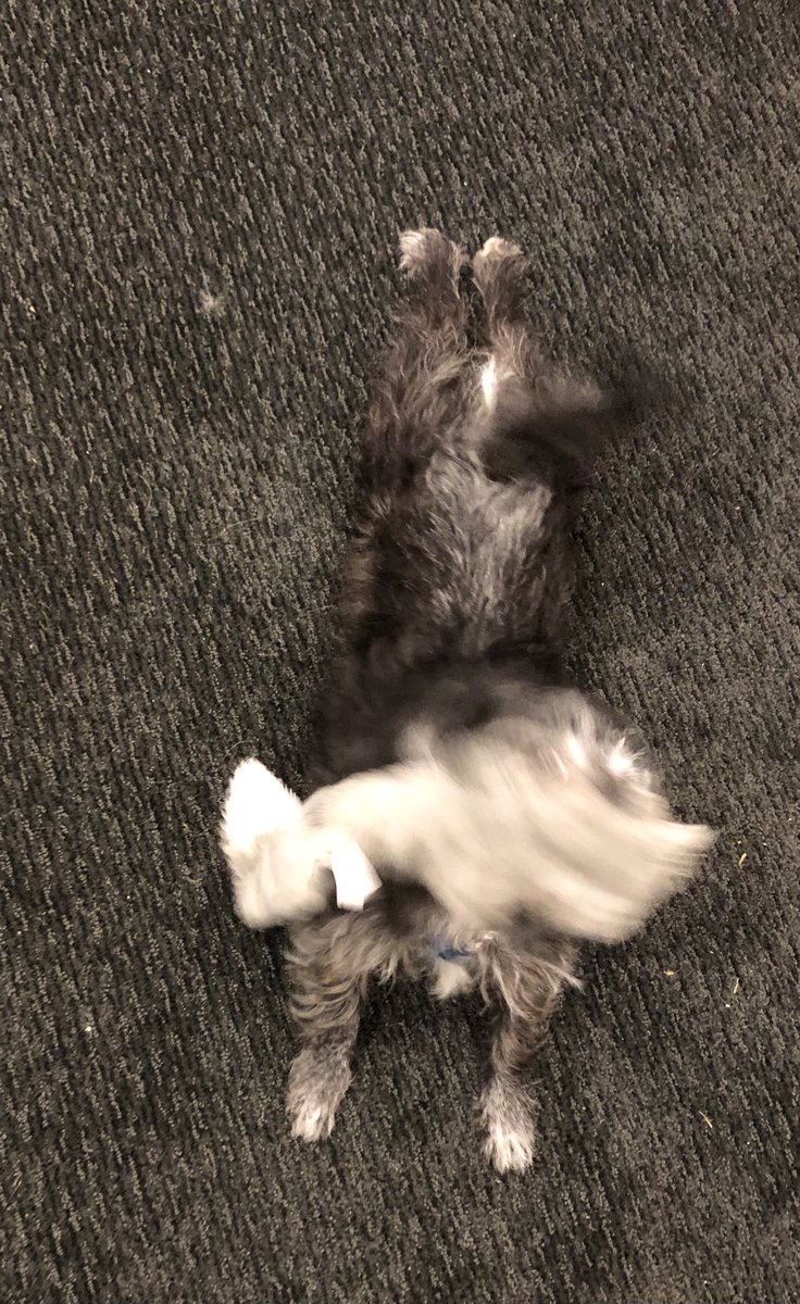 New squeaky toys can still send elderly small dogs to become crazy