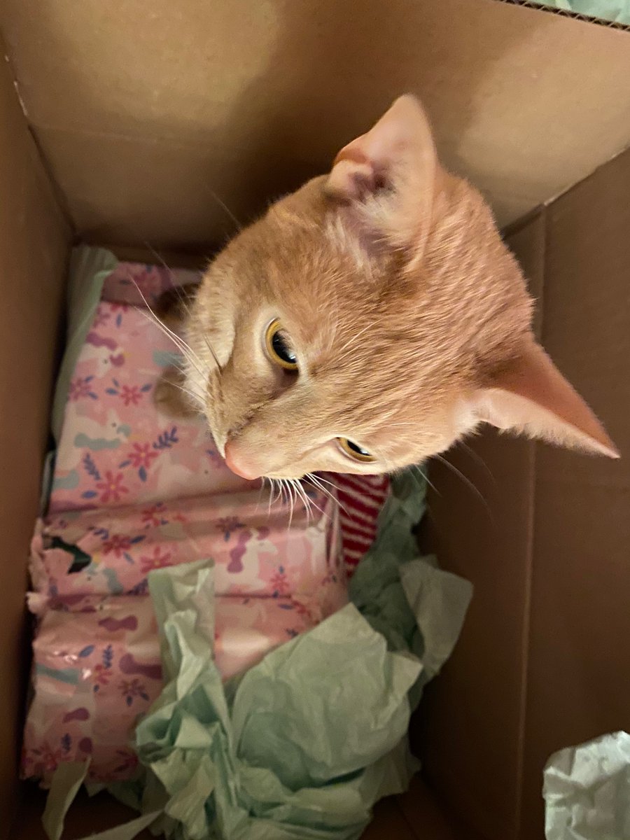 SarahFlood's tweet photo. I should also say Toby loves the box. #tbtbsanta @katvela09 https://t.co/C9uNFimhhz
