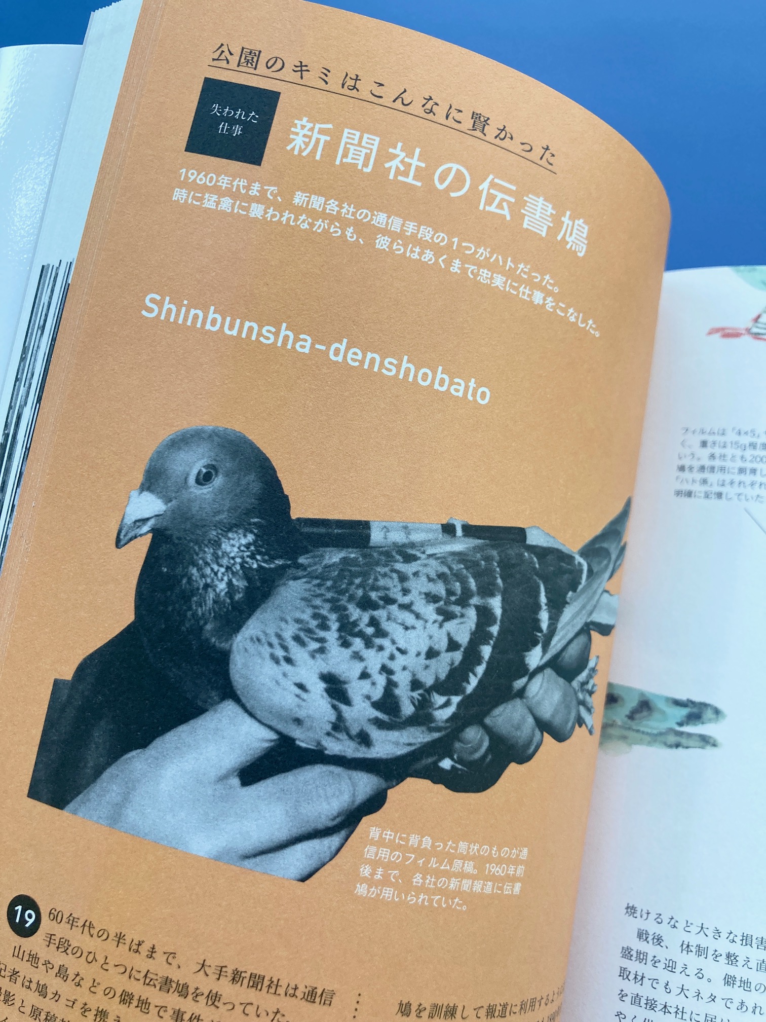 グラフィック社 編集部 国際部 12月新刊紹介 失われゆく仕事の図鑑 消えた 消えつつある 懐かしい仕事 サービスを収録した 職業文化 の図鑑 例えば60年代半ばまで活躍していた 新聞社の伝書鳩 写真 原稿が入った筒を 取材先から新聞