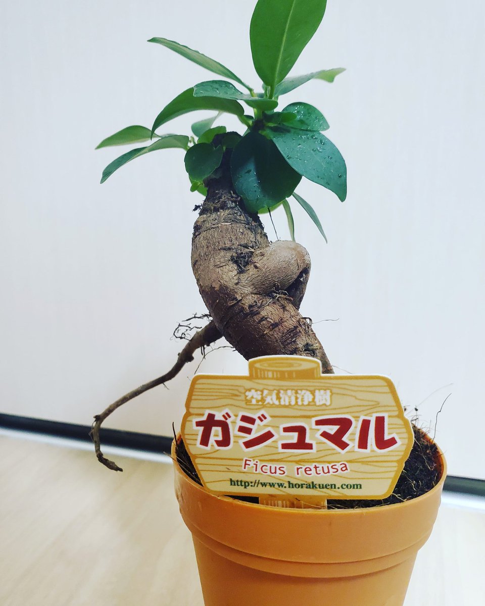 幸せを呼ぶ木 幸せを呼ぶ木