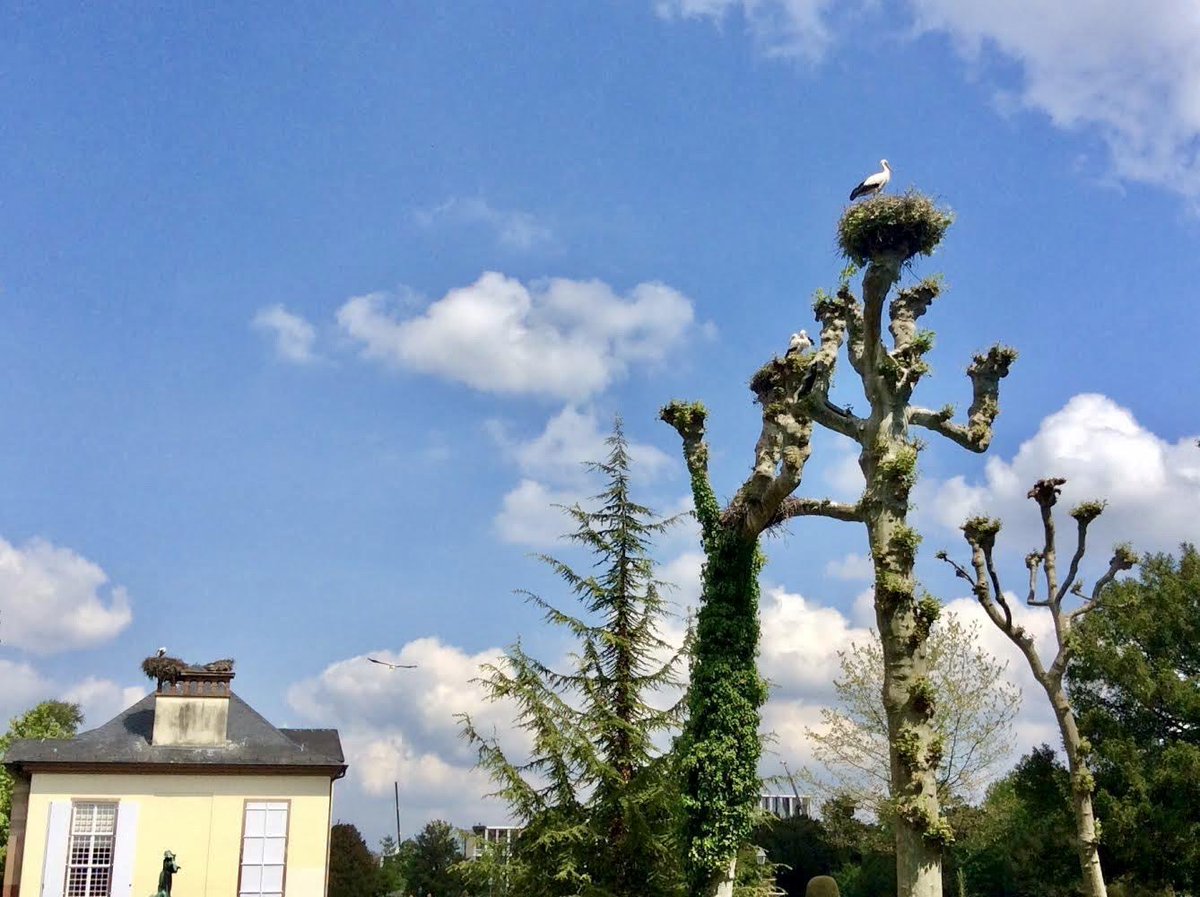 Marilyn_Res's tweet photo. #CultureTrav #Trees I remember walking around the Orangerie in Strasbourg, France, listening to the storks clacking their bills as they tended their nests high in the Seussian trees. https://t.co/0lx2AmevHn