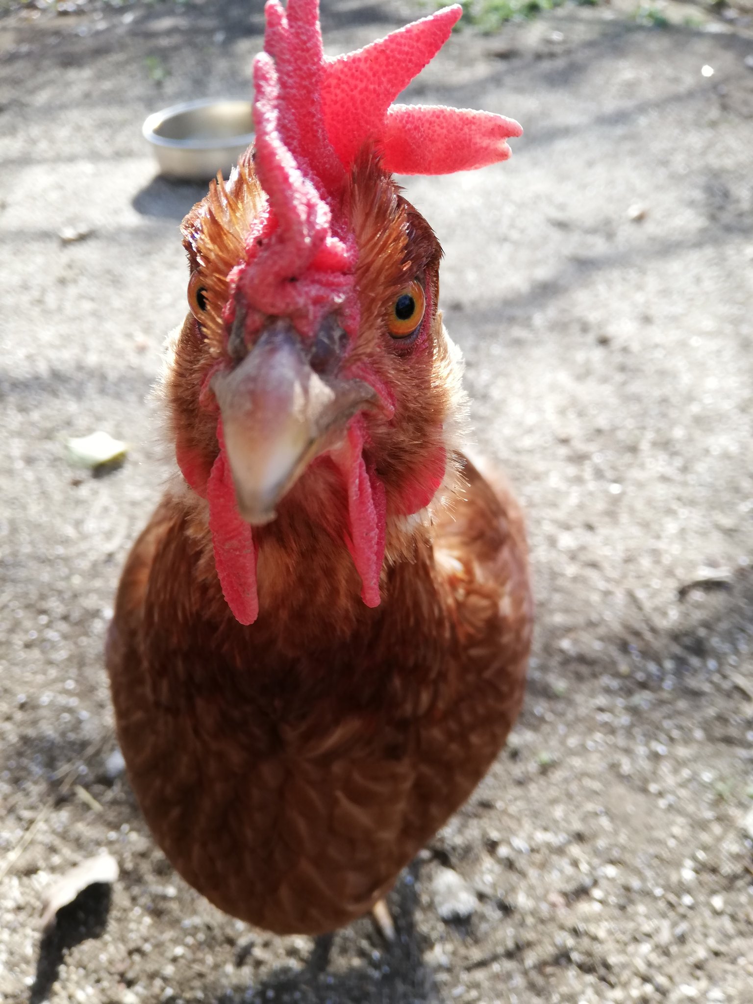 田舎暮らし お一人様 かまって欲しくて背中をつつく鶏 痛いし 田舎暮らし お一人様 かまって欲しくて背中をつつく鶏 痛いし