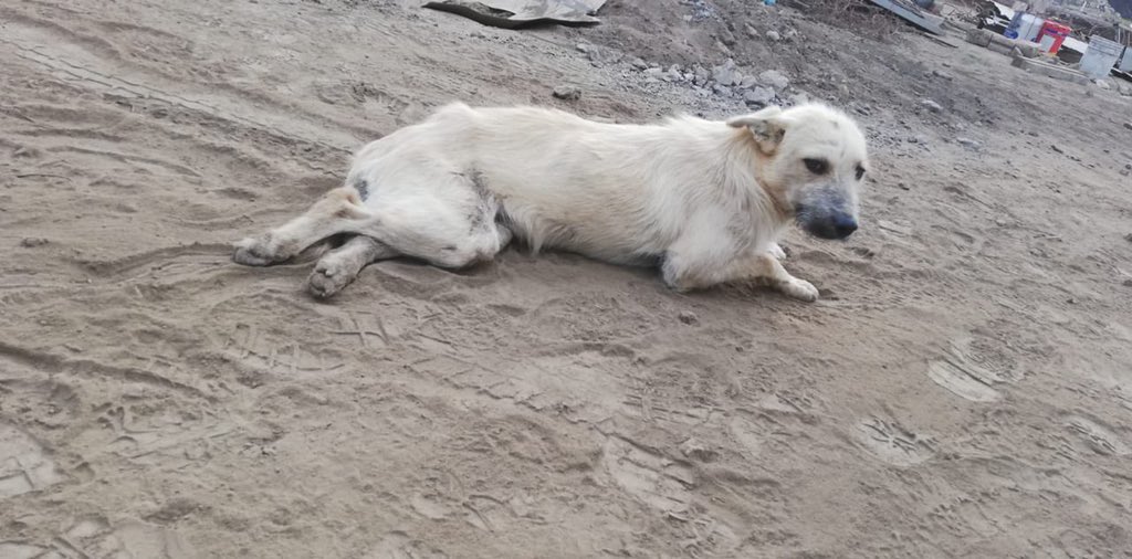 SuavesLomitos's tweet photo. “Bigotes” fue atropellado y quedó paralítico 😭 Está recibiendo ayuda por parte de sus rescatistas pero necesita un carrito que le permita mejorar su calidad de vida 🙏🏽🐶

Si puedes apoyar, mándales hoy un mensaje al  222 346 5822

Hoy por ellos, mañana por ti 🙏🏽 https://t.co/UEDeF8Qm2n