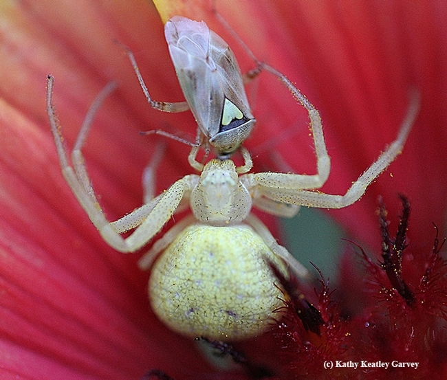 keatleygarvey's tweet photo. Know your spiders! Get acquainted with them on #ucipm's newly revised Pest Notes.  Spiders are not out to bite you! And they're interesting to photograph; check out these images from a Vacaville, Calif. pollinator garden. #BugSquad https://t.co/OoDgUrdpcD https://t.co/IbtWqBUmuT